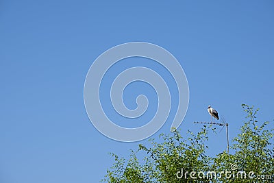 Storks resting from your trip Stock Photo