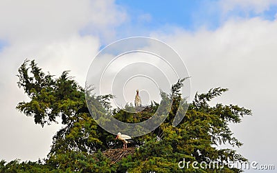 Storks at the top of the tree Stock Photo