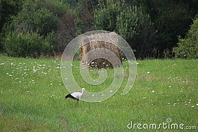 A stork and a haystack. Village. Daylight. Summer photography. Stock Photo