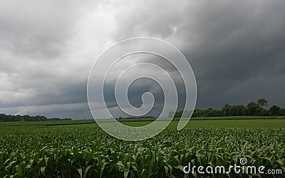 Storm above corn field Stock Photo