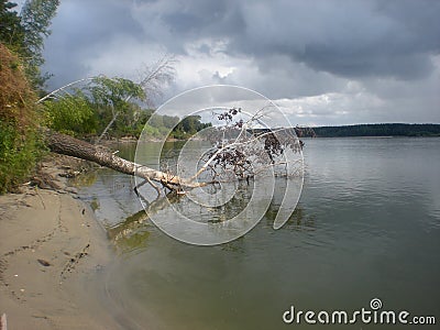 Before the storm. The bank of the deep Siberian river, a tree dumped by a storm into the dark expanse of water. Stock Photo