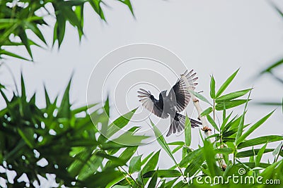 in to the storm bird photography Stock Photo