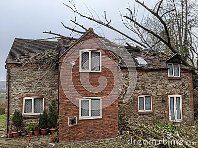 Storm blew down tree house smashing roof Stock Photo