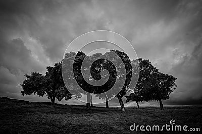 Steadfast in the Storm Stock Photo