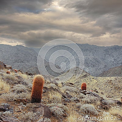 Storm Clouds over 49 Palms Oasis Trail at Joshua Tree National Park Stock Photo