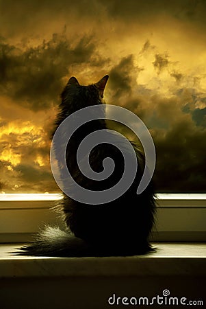 After storm comes a beatiful sunset and cats enjoy to watch it Stock Photo