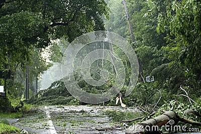 Storm Damage Stock Photo