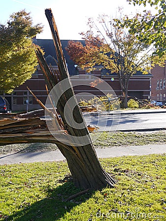 Storm damage: broken trees - v Stock Photo