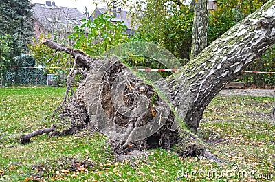 Storm damage with fallen birch and ripped out root ball after hurricane Herwart in Berlin Stock Photo