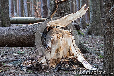 Storm damage. Fallen trees in the forest after a storm Stock Photo