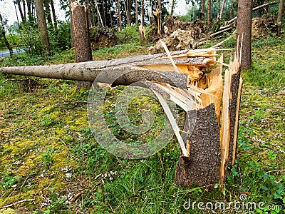 Storm damage. Trees in the forest after a storm. Stock Photo