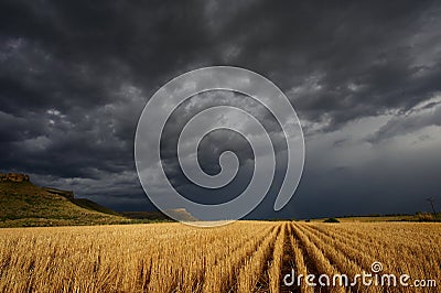 Storm over the wheat fields Stock Photo