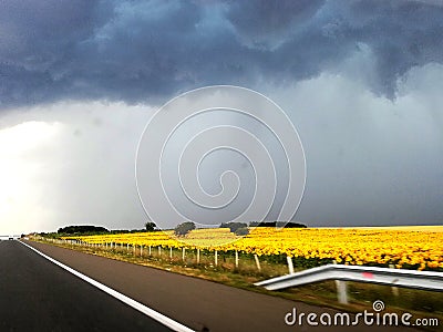 The Storm Valley of Sunflowers Stock Photo