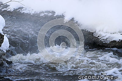 Stormy creek. wave and foam in the flow. splashes, bubbles, waves, stream, ripples and crests of waves in a fast forest stream in Stock Photo