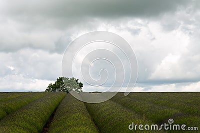 Stormy lavender Stock Photo
