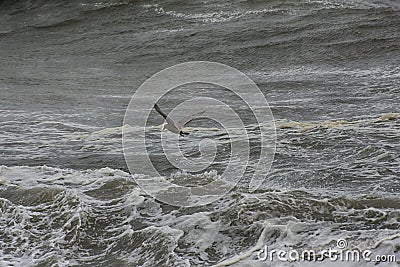 Food Search on Cresting Waves Stock Photo