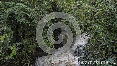 A stormy river flows in the rainforest. The stream foams on the rocks. Stock Photo