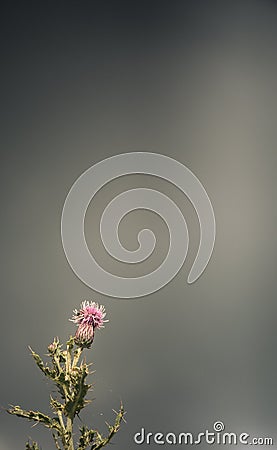 Stormy Scottish Thistle Stock Photo