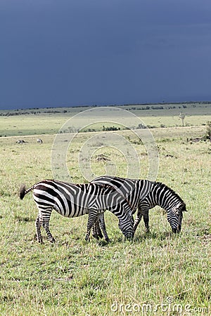 Stormy Zebras Stock Photo