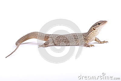 Storr`s goanna, Varanus storri Stock Photo