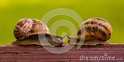 Snails LOVE story. Kiss. Stock Photo