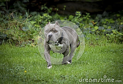 Stout blue nose pitbull posing in a field Stock Photo