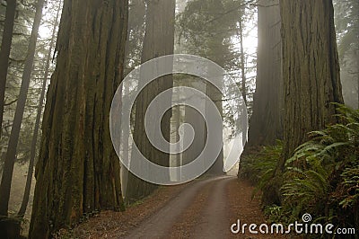 Stout Grove redwoods Stock Photo