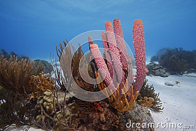 Stove-pipe Sponge (Aplysina archeri) Stock Photo