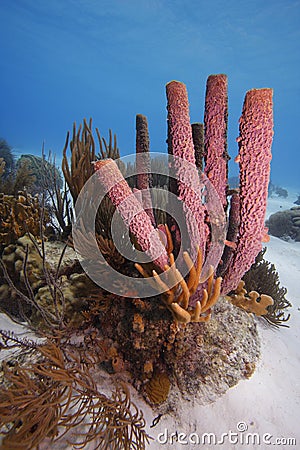 Stove-pipe Sponge (Aplysina archeri) Stock Photo