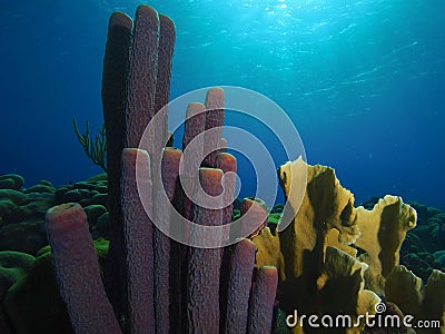 Stove pipe sponge and fire coral Stock Photo