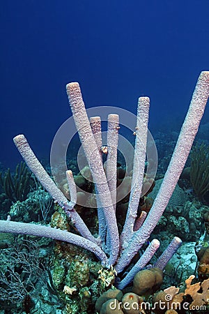 Stove pipe sponge (oceanapia bartschi) Stock Photo