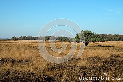 Strabrechtse heide Netherlands Stock Photo