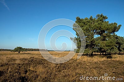 Strabrechtse heide Netherlands Stock Photo