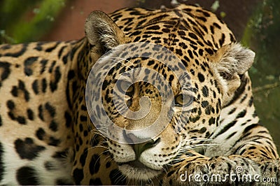 Straight jaguar look Stock Photo