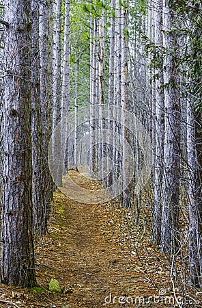 Straight narrow path through the woods lined by tall thin pine t Stock Photo