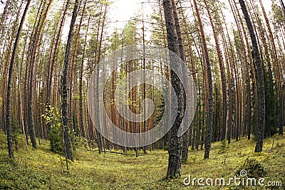 Straight pine trunks of ship pine forest, `fisheye` effect Stock Photo