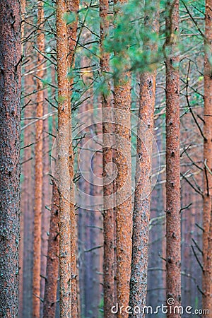 Straight pine trunks Stock Photo