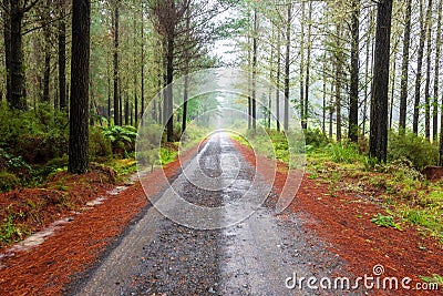 A straight road disappearing into the distance Stock Photo