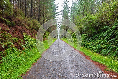 A straight road disappearing into the distance Stock Photo