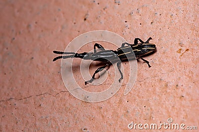 Straight-snouted Weevil Stock Photo