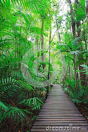 Straight walkway into jungle Stock Photo