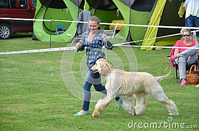 Stranavy, Slovakia - September 10, 2017: Woman runs with dog - Afghan hound within local dog show Editorial Stock Photo