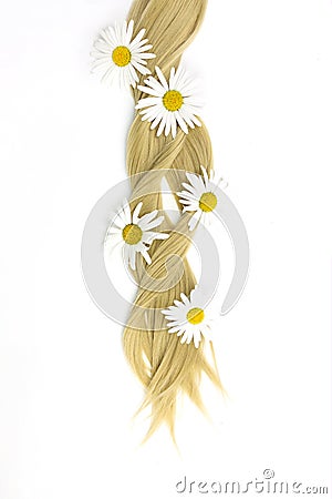 Strand of blonde hair with chamomile flowers, hair care. Curl female healthy hair. Concept hairdresser spa salon Stock Photo