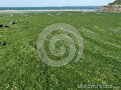 Stranded Green Seaweeds Overgrowth on Brittany Coast Stock Photo