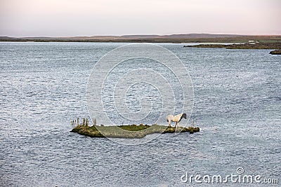 Stranded horse on an small island Stock Photo