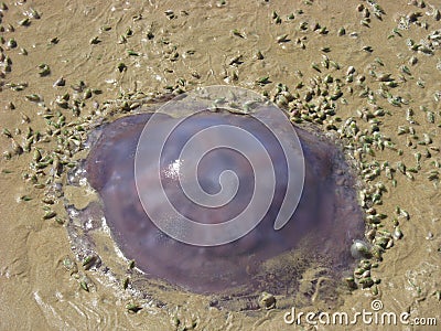 Stranded Jellyfish Stock Photo
