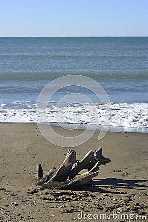 Stranded tree log on a Mediterranean sand beach Stock Photo