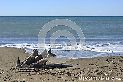 Stranded tree log on a Mediterranean sand beach Stock Photo