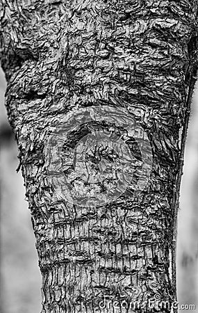 Strange Apple Tree Bark Pattern in Monochrome Stock Photo