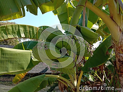 Strange banana fruit Thep phanom in Thailand. Is a banana that has a bunch of beautiful. Stock Photo